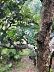 Persea americana