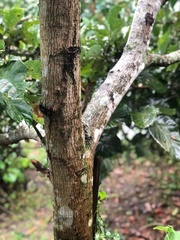 Persea americana