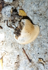 Crepidotus cesatii