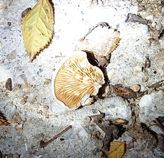 Crepidotus cesatii