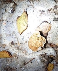Crepidotus cesatii