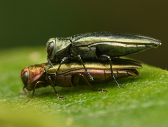 Agrilus viridis