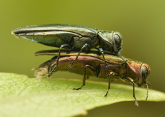 Agrilus viridis