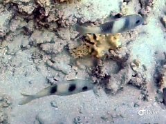 Parupeneus crassilabris