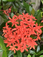 Ixora
