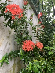 Ixora