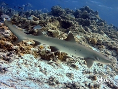 Whitetip Reef Shark