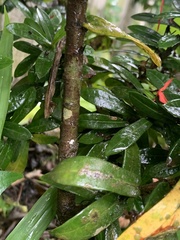 Ixora