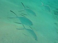 Trachinotus baillonii