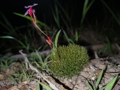 Mandevilla myriophylla