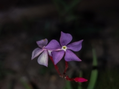 Mandevilla myriophylla