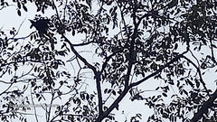 Psarocolius guatimozinus