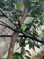 Cajanus