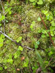 Lepidozia microphylla