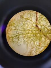 Lepidozia microphylla