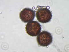 Physarum straminipes