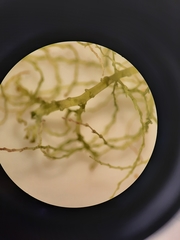 Lepidozia microphylla