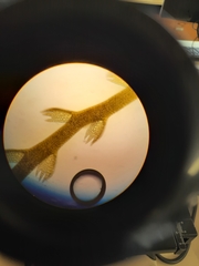 Lepidozia microphylla