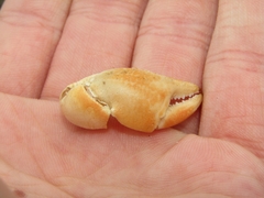 Gecarcinus lateralis