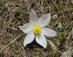Pulsatilla