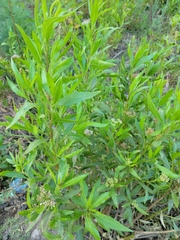 Tessaria dodonaeifolia