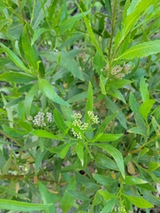 Tessaria dodonaeifolia