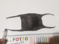 Spotback Skate photo 4