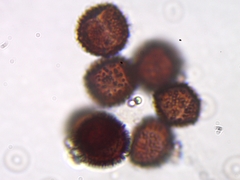 Physarum straminipes