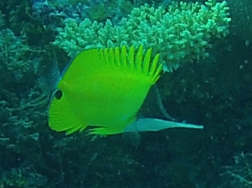 Photo of Longnose butterflyfish (Forcipiger flavissimus)