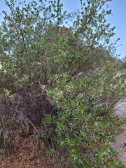 Tessaria dodonaeifolia