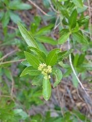 Tessaria dodonaeifolia