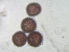 Physarum straminipes