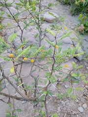 Vachellia aroma