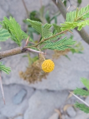 Vachellia aroma