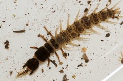 New Zealand dobsonfly
