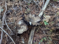 Agaricus buckmacadooi