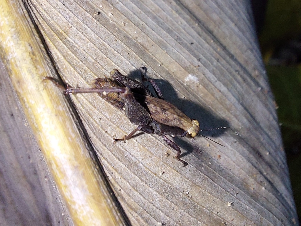 Tettigidea cuspidata