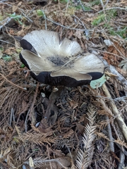 Agaricus buckmacadooi