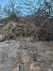 Prosopis torquata