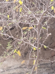 Prosopis torquata