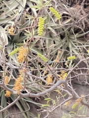 Prosopis torquata
