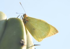 Hesperocharis crocea crocea