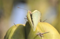 Hesperocharis crocea crocea