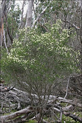 Melaleuca parvistaminea