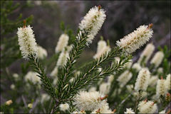 Melaleuca parvistaminea