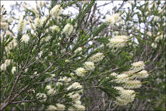 Melaleuca parvistaminea