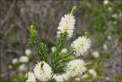 Melaleuca parvistaminea
