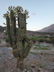 Trichocereus terscheckii