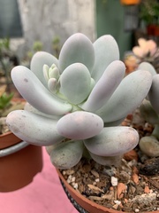 Pachyphytum oviferum