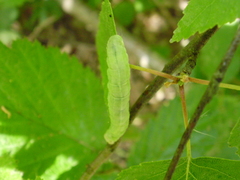 Orthosia populeti